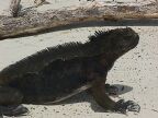 507 Black Sea Iguana.JPG (88 KB)